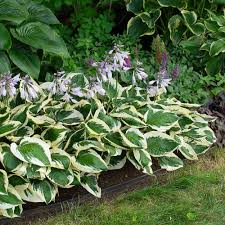 Attēlu rezultāti vaicājumam “Hosta sp.”