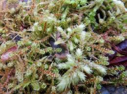 Attēlu rezultāti vaicājumam “Rhytidiadelphus triquetrus sporophyte”