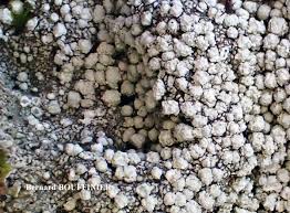 Attēlu rezultāti vaicājumam “Pertusaria amara”