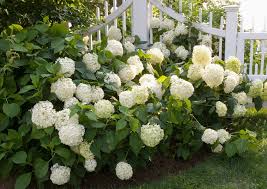 Attēlu rezultāti vaicājumam “Hydrangea”