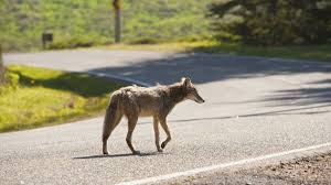 Image result for Hartlepool Coyotes