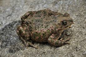 Attēlu rezultāti vaicājumam “Pseudepidalea viridis adult”