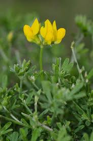 Attēlu rezultāti vaicājumam “Lotus sp. flower”