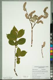 Attēlu rezultāti vaicājumam “Salix cinerea”