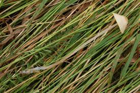 Attēlu rezultāti vaicājumam “Mycena amicta”