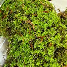 Attēlu rezultāti vaicājumam “Atrichum undulatum sporophyte”