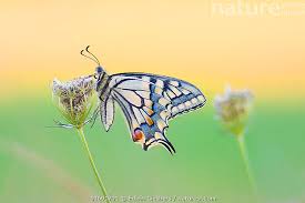 Attēlu rezultāti vaicājumam “Papilio machaon”