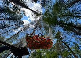 Image result for Go Ape! Alice Holt