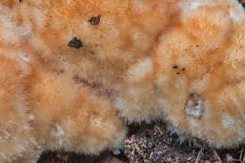 Attēlu rezultāti vaicājumam “Postia ptychogaster”