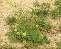 Attēlu rezultāti vaicājumam “Rorippa sylvestris”