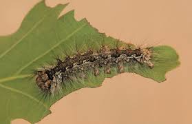 Attēlu rezultāti vaicājumam “Lymantria monacha pupa”