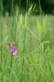 Attēlu rezultāti vaicājumam “Lathyrus palustris”