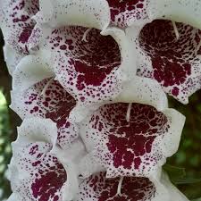 Image result for Digitalis purpurea