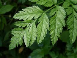 Attēlu rezultāti vaicājumam “Torilis japonica leaf”