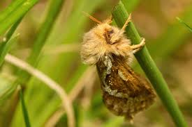 Attēlu rezultāti vaicājumam “Hepialus lupulinus”