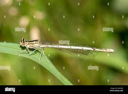 Attēlu rezultāti vaicājumam “Platycnemis pennipes female”