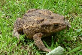 Attēlu rezultāti vaicājumam “Bufo bufo”