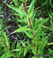 Attēlu rezultāti vaicājumam “Lythrum salicaria leaf”