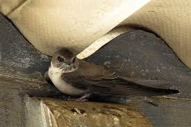 Image result for Ptyonoprogne rupestris