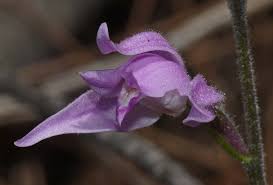 Attēlu rezultāti vaicājumam “Cephalanthera rubra leaf”
