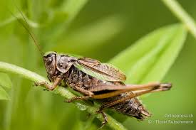 Attēlu rezultāti vaicājumam “Metrioptera brachyptera”