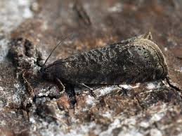 Attēlu rezultāti vaicājumam “Grapholita funebrana”