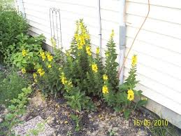 Attēlu rezultāti vaicājumam “Lysimachia punctata flower”