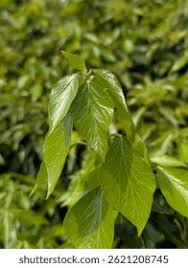 Attēlu rezultāti vaicājumam “Populus x lettland”