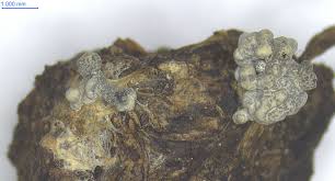 Attēlu rezultāti vaicājumam “Fuligo cinerea spores”