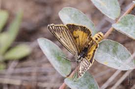 Attēlu rezultāti vaicājumam “Spiris striata”