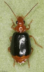 Attēlu rezultāti vaicājumam “Lebia chlorocephala”