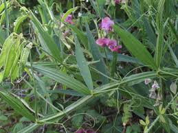 Attēlu rezultāti vaicājumam “Lathyrus sylvestris”