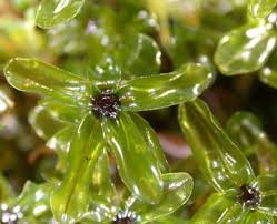 Attēlu rezultāti vaicājumam “Rhizomnium punctatum sporophyte”