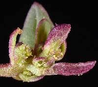 Attēlu rezultāti vaicājumam “Chenopodium rubrum leaf”