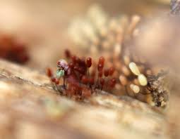 Attēlu rezultāti vaicājumam “Comatricha tenerrima macro”