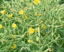 Attēlu rezultāti vaicājumam “Lactuca sativa flower”
