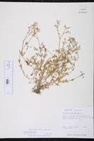 Attēlu rezultāti vaicājumam “Cerastium semidecandrum bud”