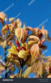 Attēlu rezultāti vaicājumam “Acer pseudoplatanus fo. purpurascens flower”