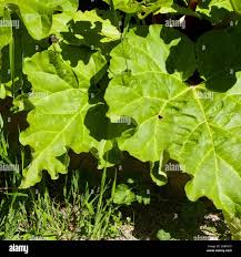 Attēlu rezultāti vaicājumam “Rheum rhabarbarum leaf”