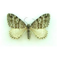 Attēlu rezultāti vaicājumam “Aethalura punctulata”