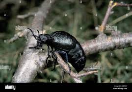 Attēlu rezultāti vaicājumam “Meloe sp.”