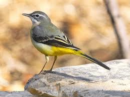 Attēlu rezultāti vaicājumam “Motacilla cinerea”