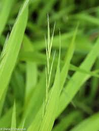 Attēlu rezultāti vaicājumam “Brachypodium sylvaticum fruit”