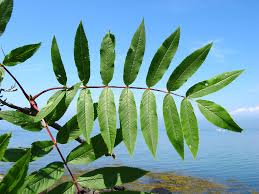 Attēlu rezultāti vaicājumam “Sorbus aucuparia leaf”