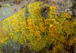 Attēlu rezultāti vaicājumam “Fuligo gyrosa plasmodium”