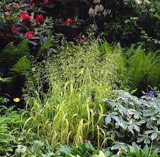 Attēlu rezultāti vaicājumam “Milium effusum”