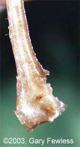 Attēlu rezultāti vaicājumam “Isoetes echinospora leaf”