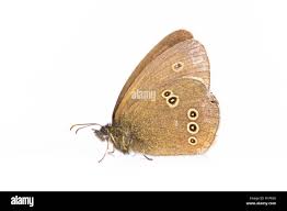 Attēlu rezultāti vaicājumam “Aphantopus hyperantus”