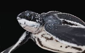 Image result for Dermochelys coriacea