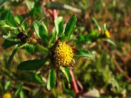 Attēlu rezultāti vaicājumam “Bidens tripartita flower”